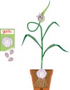 Garlic plant with ripe bulb, green leaves, root system in flower pot and open sachet with seeds
